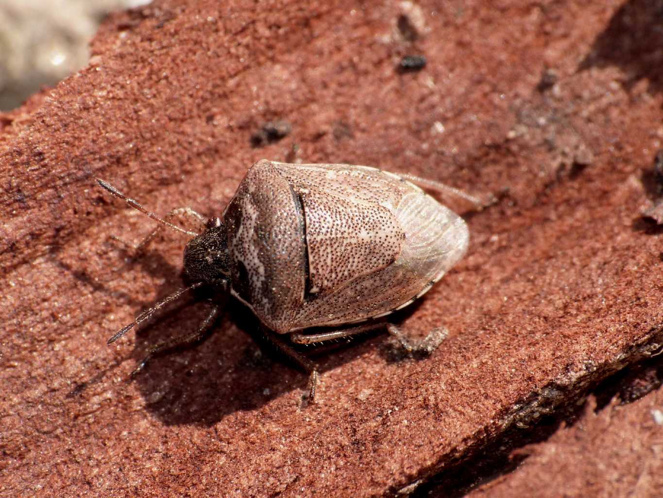 Pentatomidae: Eysarcoris ventralis del Lazio - Aranova (RM)